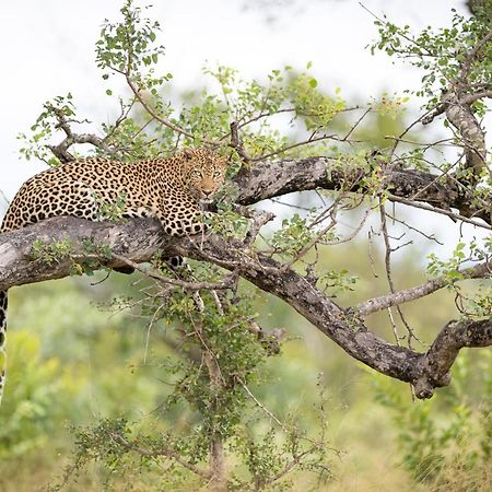 Serondella Safari Lodge Thornybush vadrezervátum Kültér fotó