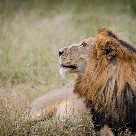 Serondella Safari Lodge Thornybush vadrezervátum Kültér fotó