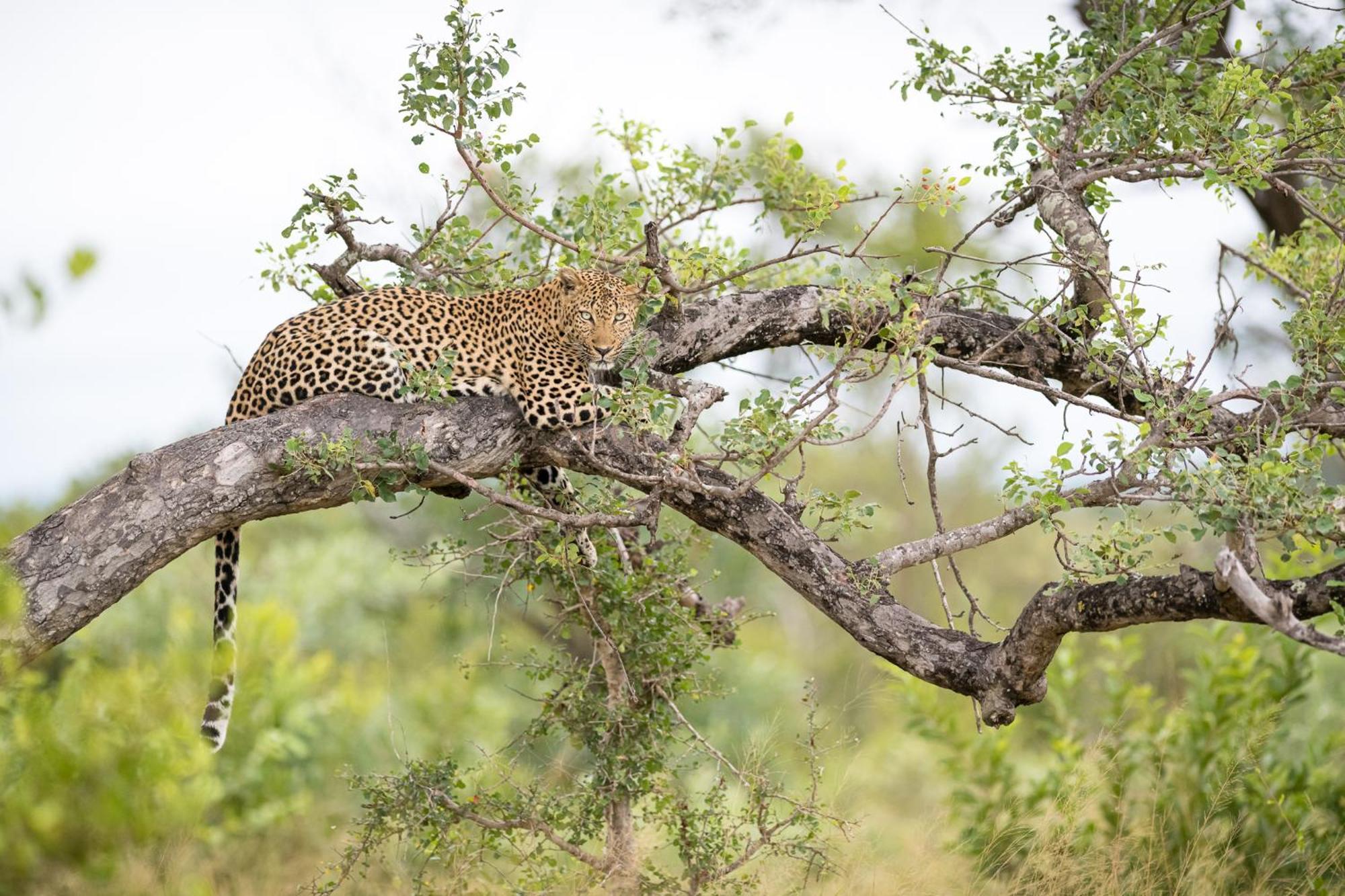Serondella Safari Lodge Thornybush vadrezervátum Kültér fotó