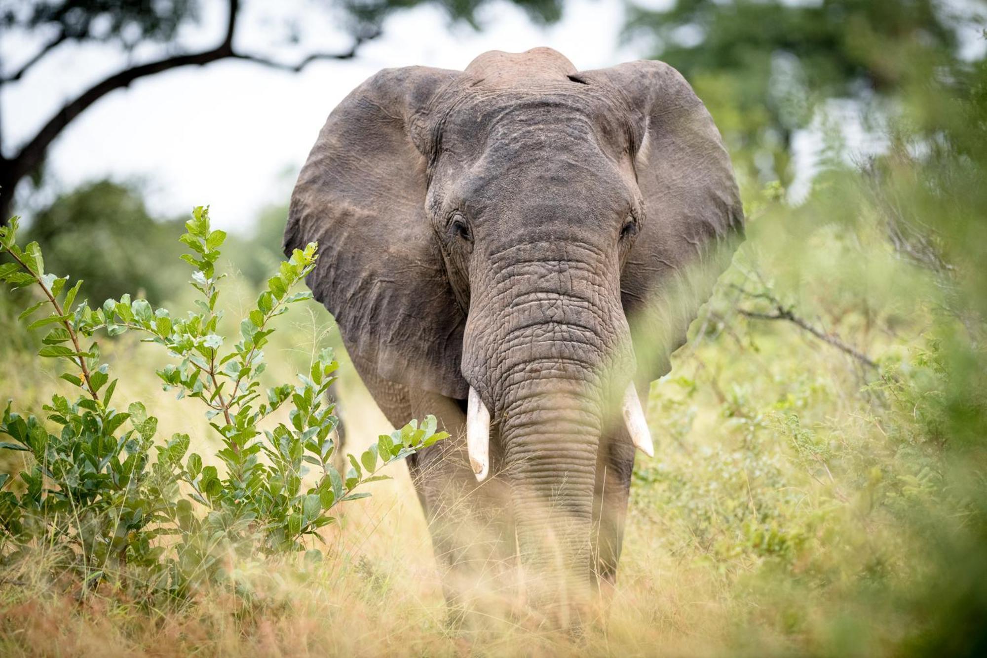 Serondella Safari Lodge Thornybush vadrezervátum Kültér fotó