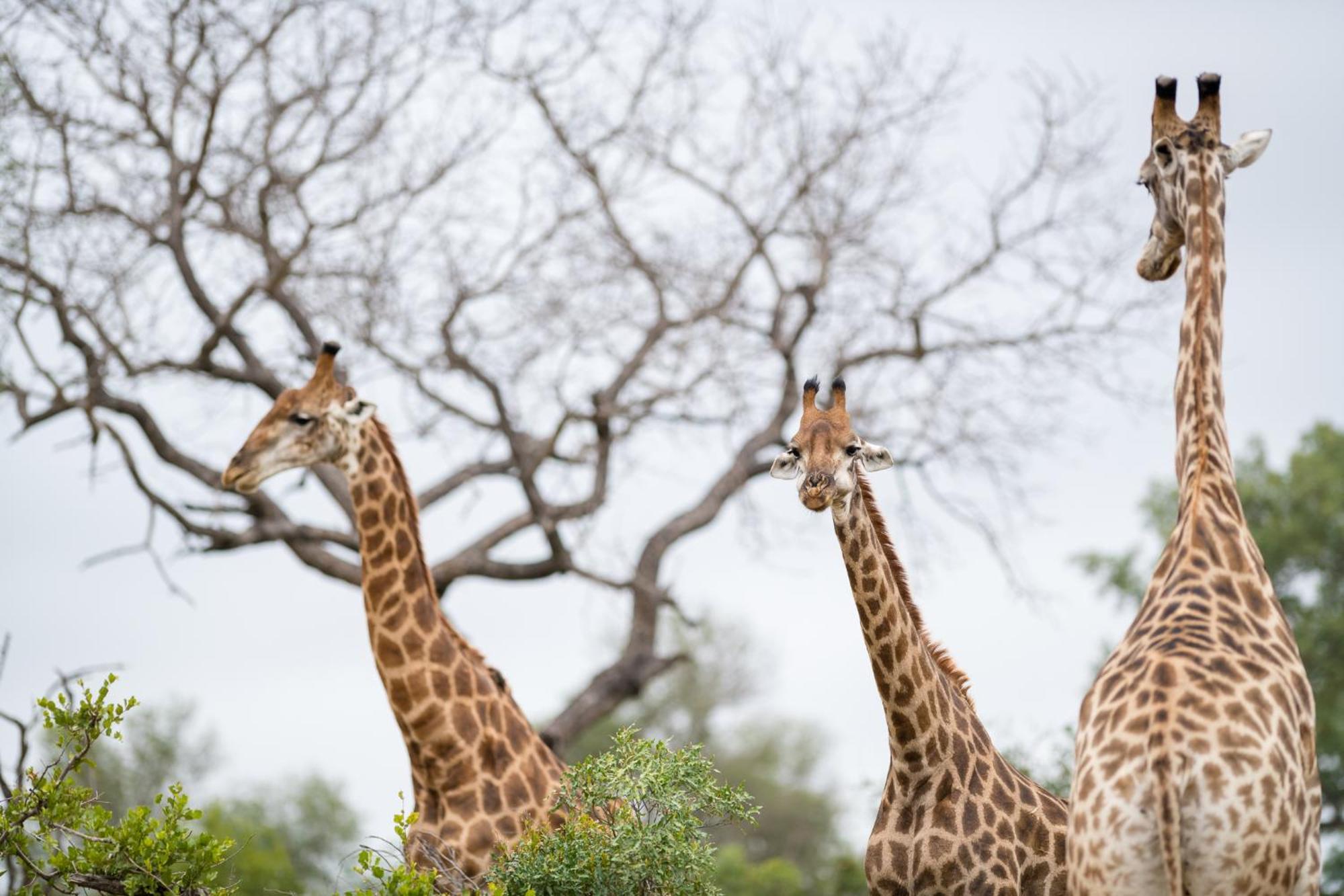 Serondella Safari Lodge Thornybush vadrezervátum Kültér fotó